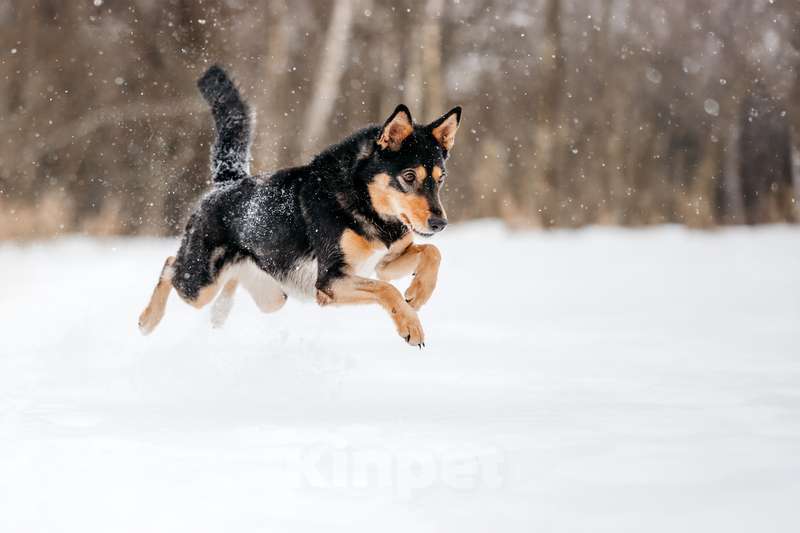 Собаки в Москве: Нежная и ласковая Дора с человеческим взглядом ищет дом Девочка, 1 руб. - фото 5