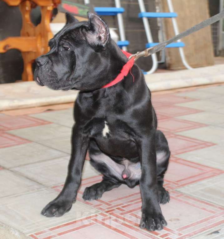 Собаки в Армавире: Мальчик кане Корсо Мальчик, 45 000 руб. - фото 4