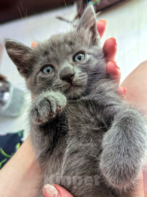 Кошки в Ярцево: Котёнок ищет семью Мальчик, 1 руб. - фото 1