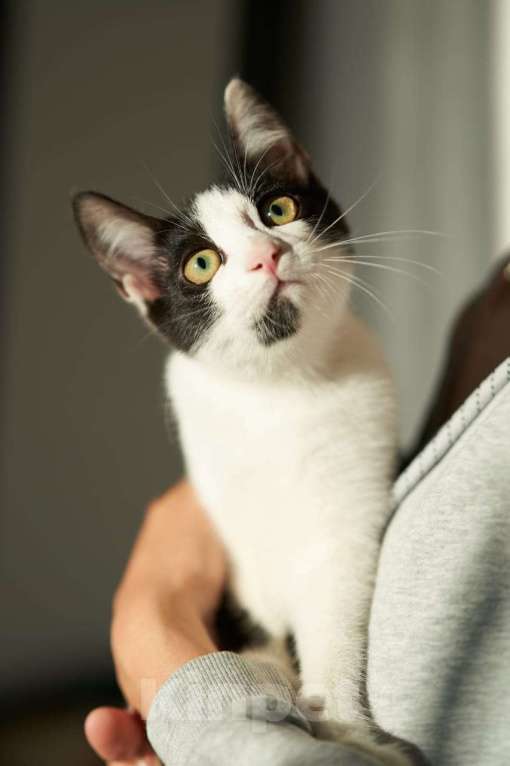 Кошки в Москве: котенок Котя ищет свою семью  Мальчик, Бесплатно - фото 3