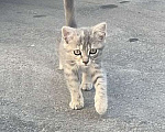 Кошки в Анапе: Котенок девочка ищет семью  Девочка, Бесплатно - фото 1