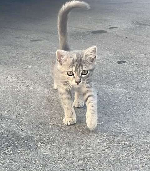 Кошки в Анапе: Котенок девочка ищет семью  Девочка, Бесплатно - фото 1