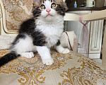 Кошки в Москве: Котята мейн-кун Мальчик, 30 000 руб. - фото 6