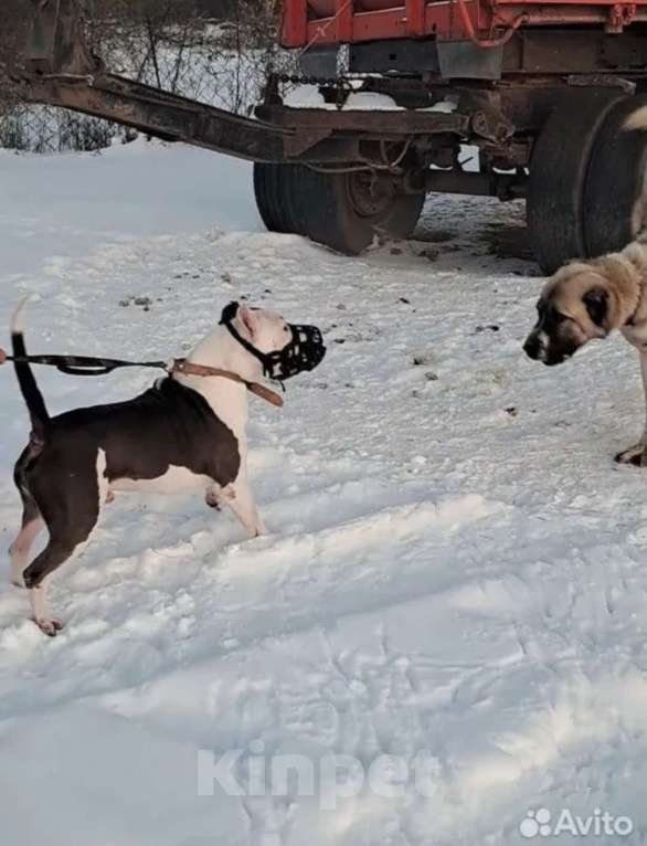 Собаки в Пятигорске: Вязка для матёрого кабеля по кличке Тайфун ! Мальчик, Бесплатно - фото 4