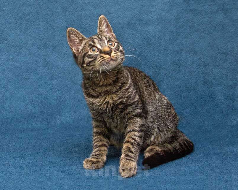 Кошки в Москве: Ласковый и нежный малыш Тигрик ищет дом и любящее сердце  Мальчик, 10 руб. - фото 9