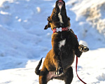 Собаки в Чехове: Жизнерадостная Вита в добрые руки Девочка, Бесплатно - фото 4