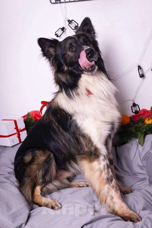 Собаки в Москве: Бордер-колли ищет дом Мальчик, Бесплатно - фото 4