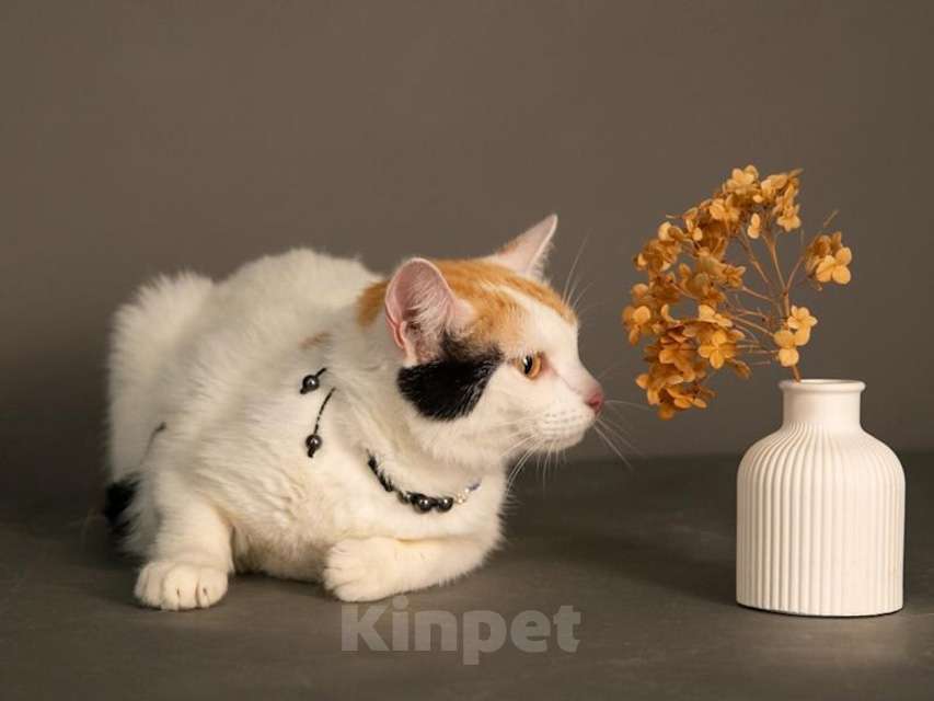 Кошки в Москве: Ласковая и нежная кошечка Снежинка ищет дом Девочка, 10 руб. - фото 8