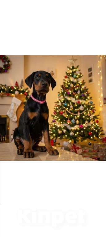 Собаки в Ростове-на-Дону: Щенки добермана  Девочка, 50 000 руб. - фото 7