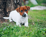 Собаки в Рязани: Гладкий король Мальчик, 45 000 руб. - фото 1