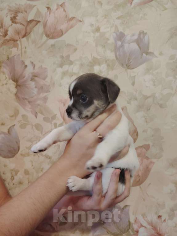 Собаки в Саратове: Щенок чихуахуа Мальчик, 15 000 руб. - фото 2