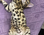Кошки в Евпатории: Бенгальские котята ben 24 Мальчик, 30 000 руб. - фото 2
