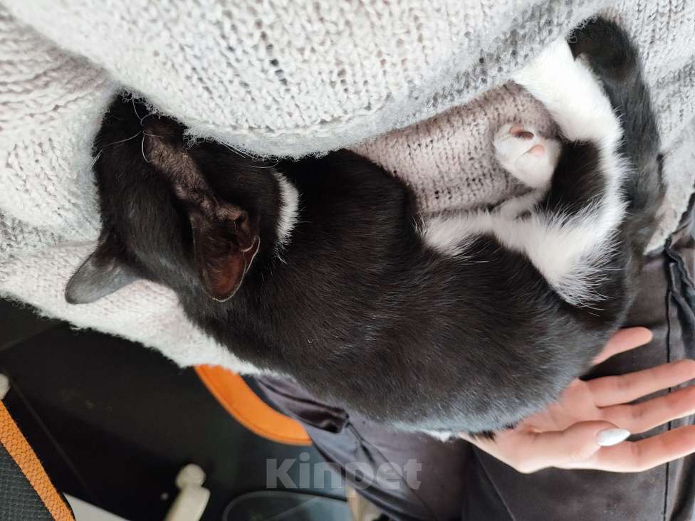 Кошки в Новомосковске: Найден котенок мальчик  Мальчик, Бесплатно - фото 3