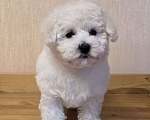 Собаки в Лыткарино: Щенок Бишон Фризе мальчик, Документы РКФ Мальчик, Бесплатно - фото 2