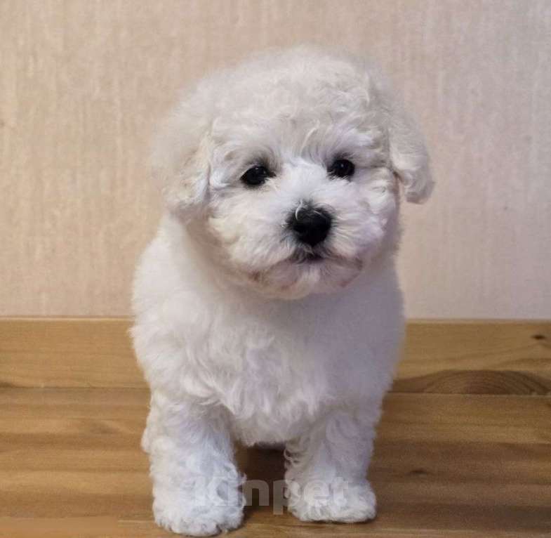 Собаки в Лыткарино: Щенок Бишон Фризе мальчик, Документы РКФ Мальчик, Бесплатно - фото 2