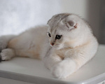Кошки в Бахчисарае: Продается котик в очень необычной красивой шубке Мальчик, 15 000 руб. - фото 1