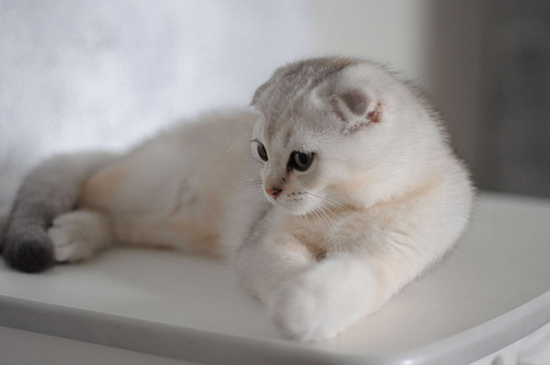 Объявление: Продается котик в очень необычной красивой шубке, 15 000 руб., Бахчисарай
