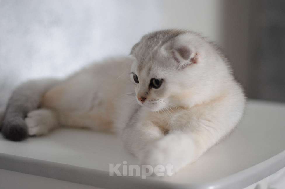 Кошки в Бахчисарае: Продается котик в очень необычной красивой шубке Мальчик, 15 000 руб. - фото 1