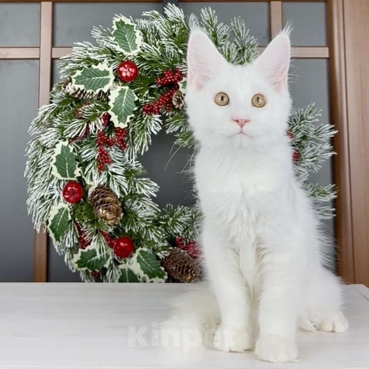 Кошки в других городах Московской области: Флоренция Девочка, 60 000 руб. - фото 1