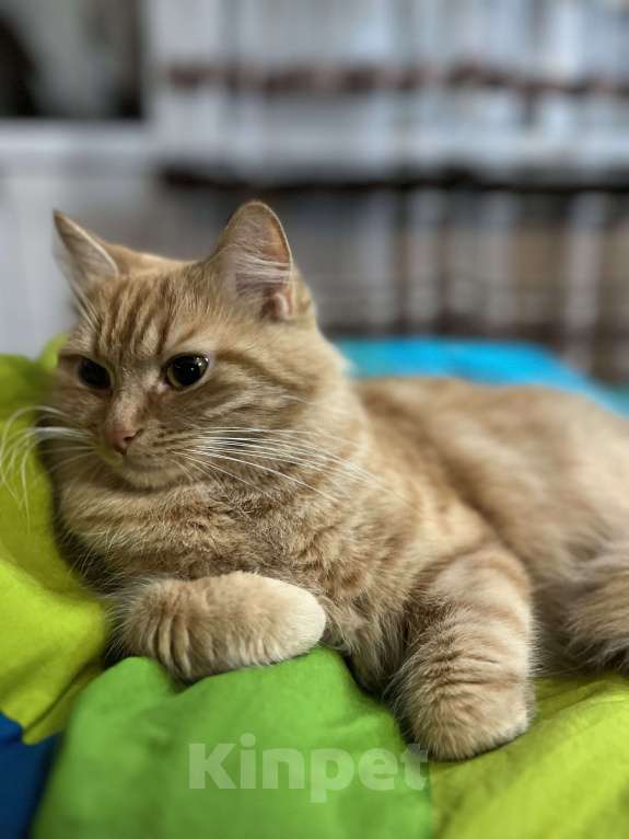 Кошки в Санкт-Петербурге: ищу доброго хозяина доброй кошке Девочка, Бесплатно - фото 2