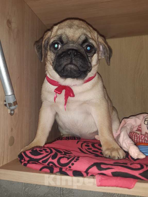 Собаки в Новосибирске: Мопса щенок девочка 3 месяца Девочка, 42 000 руб. - фото 2