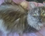 Кошки в Москве: Сибирская кошечка редкого окраса голубое серебро Девочка, Бесплатно - фото 6