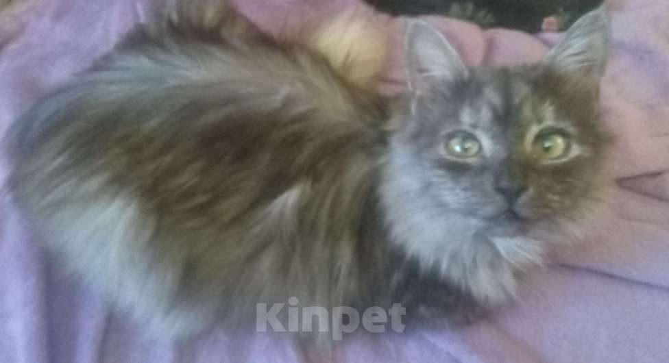 Кошки в Москве: Сибирская кошечка редкого окраса голубое серебро Девочка, Бесплатно - фото 6