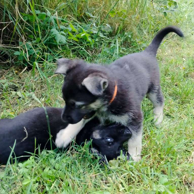 Собаки в других городах Краснодарского края: Восточноевропейская овчарка Девочка, 45 000 руб. - фото 7
