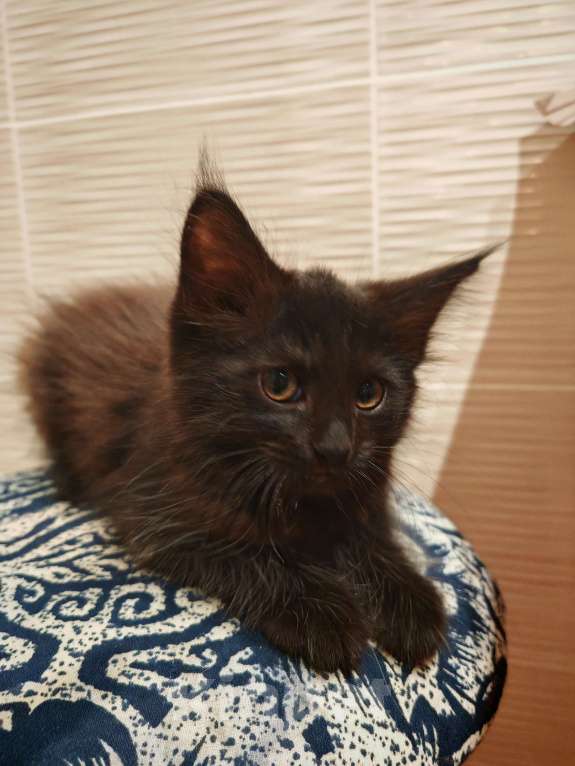 Кошки в Уфе: Черныш Мальчик, Бесплатно - фото 5