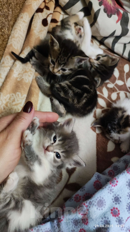 Кошки в Ростове-на-Дону: Отдаю бесподобных котят в добрые руки Девочка, Бесплатно - фото 5