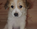 Собаки в Оренбурге: Продам девочку чихуахуа Девочка, 3 500 руб. - фото 1