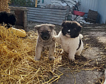 Собаки в Таганроге: Продам щенков Девочка, 2 000 руб. - фото 6