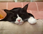 Кошки в Рыбном: Кот Мейн-кун вязка, 2 000 руб. - фото 3