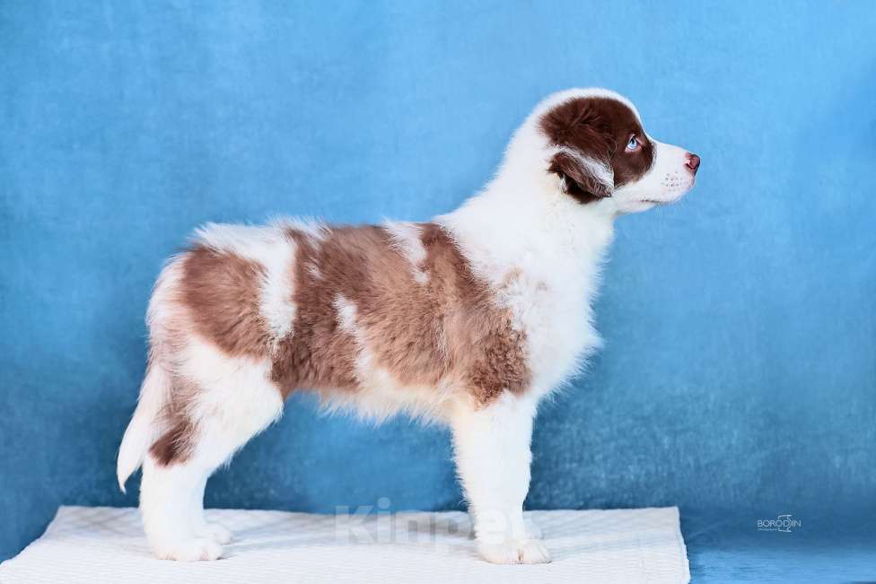 Собаки в других городах Новосибирской области: Щенки австралийской овчарки Мальчик, Бесплатно - фото 2