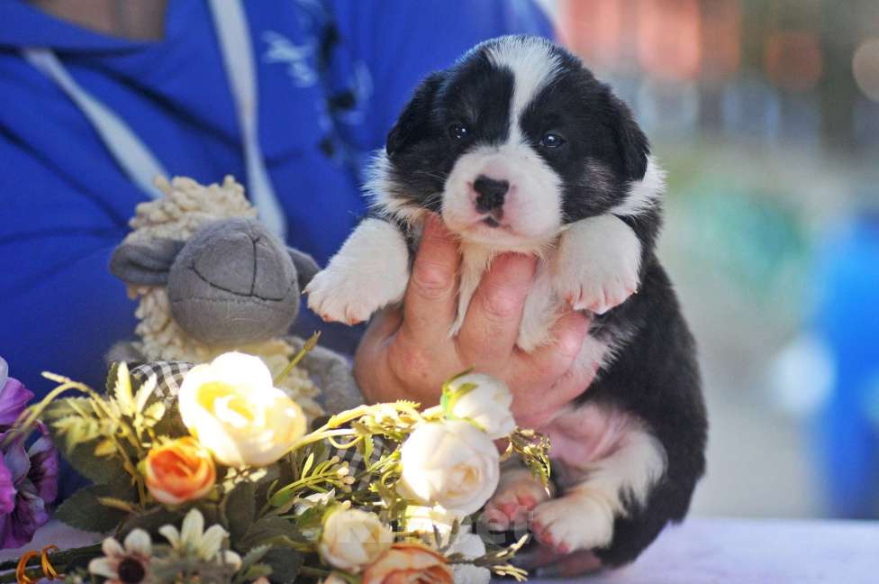 Собаки в Чехове: Щенки кардигана РКФ Девочка, Бесплатно - фото 3