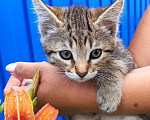 Кошки в Воронеже: Продаю котят помесь Мейн-кун сибирки Девочка, 300 руб. - фото 2