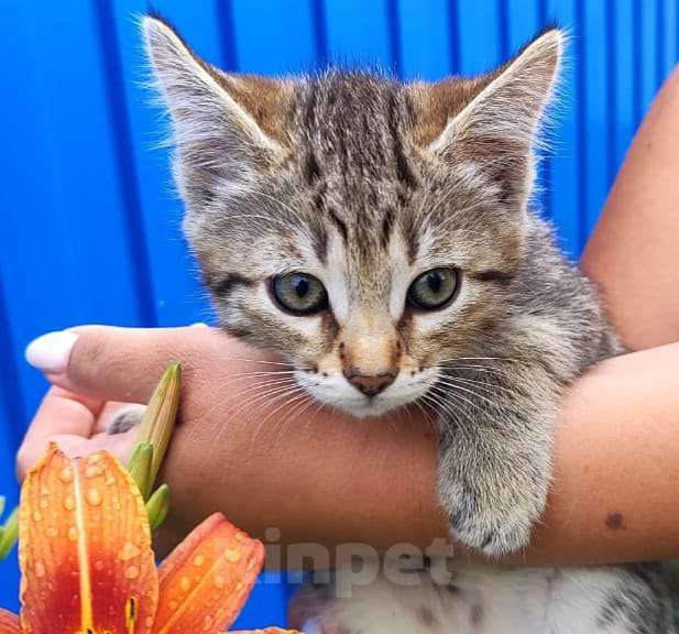 Кошки в Воронеже: Продаю котят помесь Мейн-кун сибирки Девочка, 300 руб. - фото 2