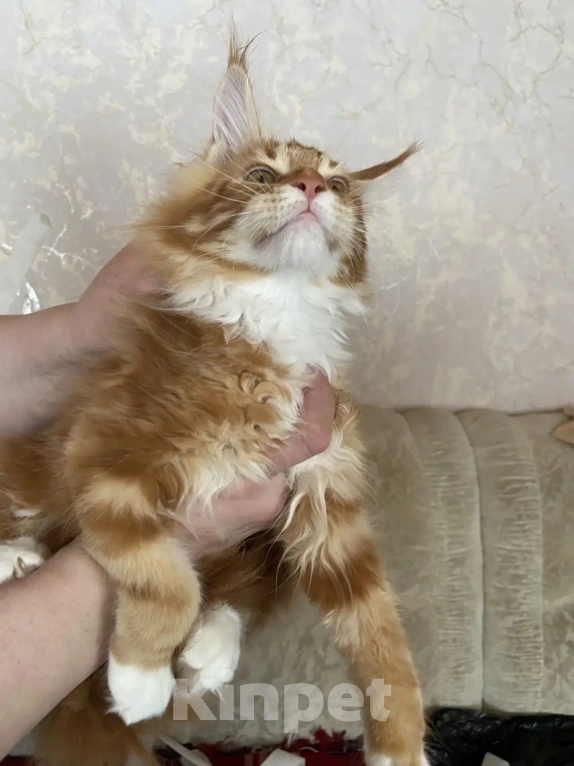 Кошки в Павловском Посаде: Мейкунята Девочка, 25 000 руб. - фото 5