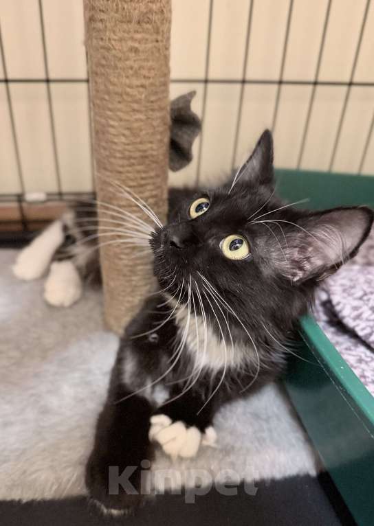 Кошки в Москве: Котенок Гвоздика ищет дом Девочка, Бесплатно - фото 5