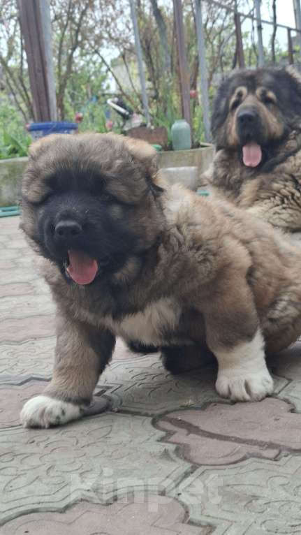 Собаки в Керчи: Щенок кавказской овчарки Девочка, 30 000 руб. - фото 3
