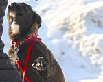 Собаки в Чехове: Жизнерадостная Вита в добрые руки Девочка, Бесплатно - фото 5