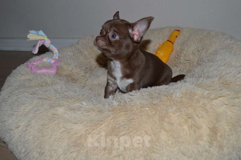 Собаки в Москве: Породная шоколадная девочка,РКФ Девочка, 60 000 руб. - фото 2