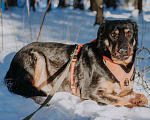 Собаки в Москве: Валет Мальчик, Бесплатно - фото 3