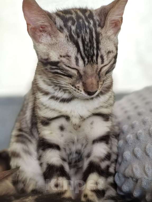 Кошки в Ивантеевке: D001 Девочка, 35 000 руб. - фото 3