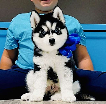 Хаски Щенки Разных окрасов