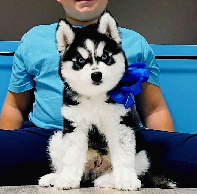 Собаки в Воронеже: Хаски Щенки Разных окрасов Разнополые, Бесплатно - фото 1