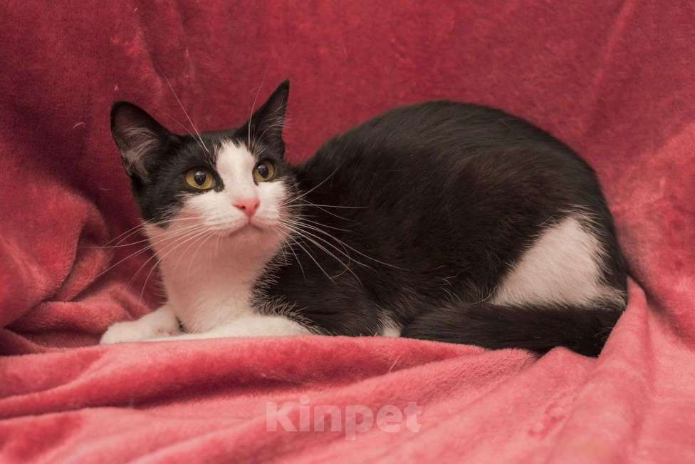 Кошки в Москве: Марусенька, все обязательно будет 🤞🏻❤️‍🩹 Девочка, Бесплатно - фото 5