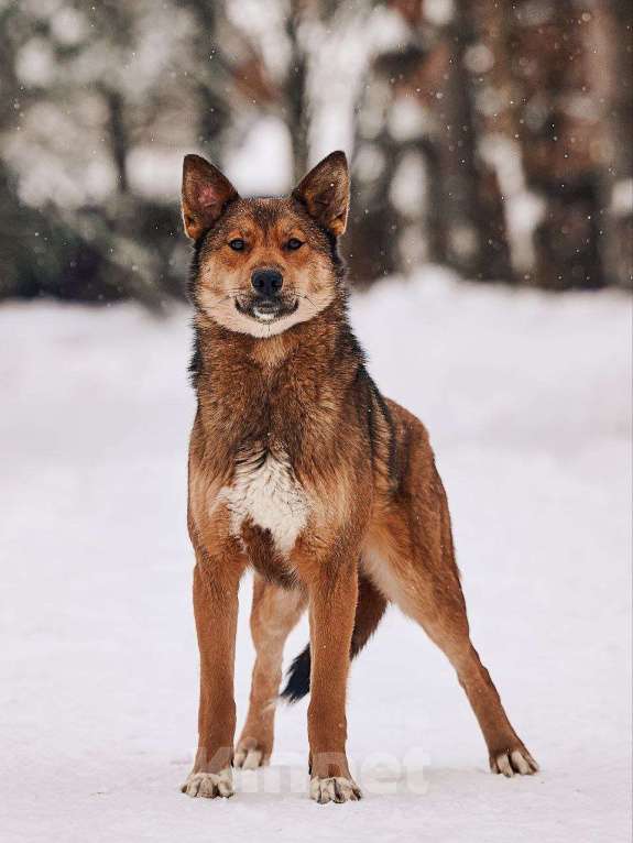 Собаки в Лосином-Петровском: Алиса якутенок Девочка, Бесплатно - фото 4
