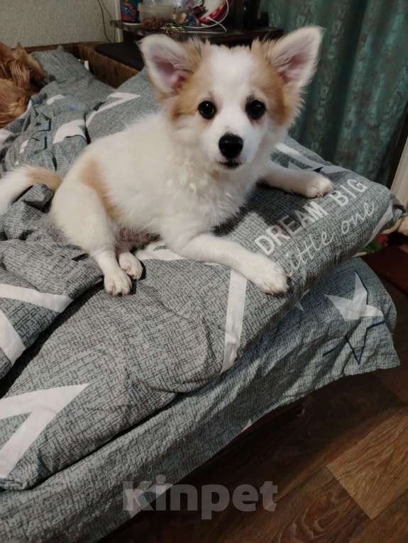 Собаки в Ярославле: Щенки чихуахуа  Мальчик, 15 000 руб. - фото 2