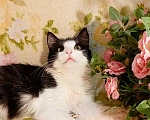Кошки в Уфе: Котёнок подросток в добрые руки Мальчик, Бесплатно - фото 6